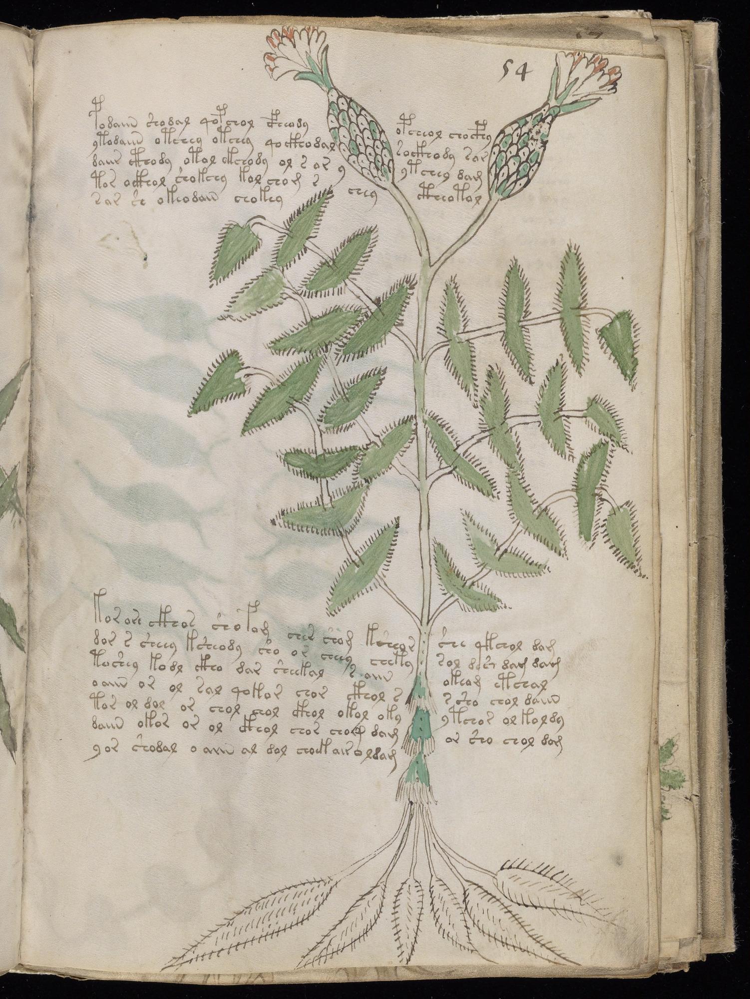 Voynich Manuscript folio f54r — Beinecke MS 408
